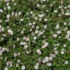 tapis fleuri de Lippia nodiflora
