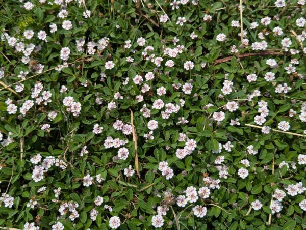 tapis fleuri de Lippia nodiflora