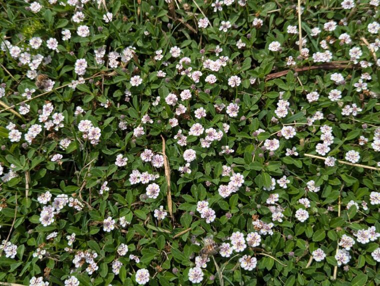 lippia-nodiflora-