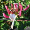 chèvrefeuille à fleurs rouge et blanche