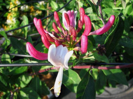 chèvrefeuille à fleurs rouge et blanche