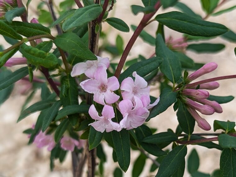 lonicera-syringantha-3-25