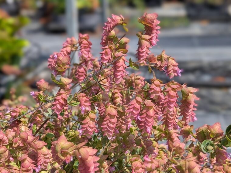 origanum-dictamnus-25-8