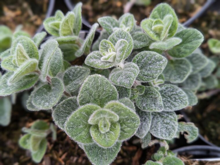 origanum-dictamnus-3-25