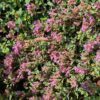 origan, origanum hopleys en fleurs
