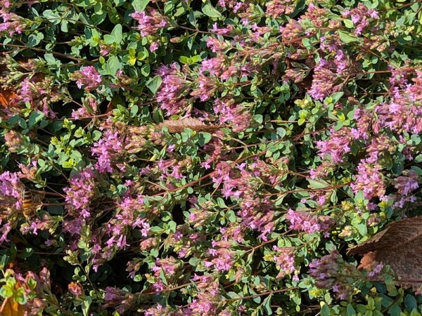 origan, origanum hopleys en fleurs