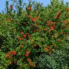 Très bel arbuste de grenadiers à fleurs Maxima Rubra, punica granatum, floraison double, rouge