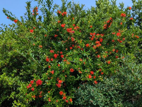 Très bel arbuste de grenadiers à fleurs Maxima Rubra, punica granatum, floraison double, rouge