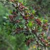 un branche de rhamnus alaternus avec plein de petits fruits