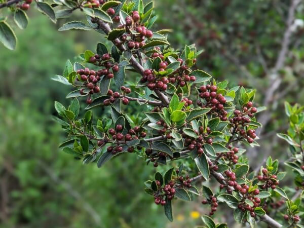 un branche de rhamnus alaternus avec plein de petits fruits