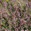 salvia fruticosa en fleurs