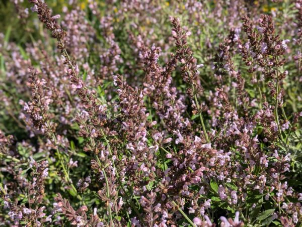 salvia fruticosa en fleurs