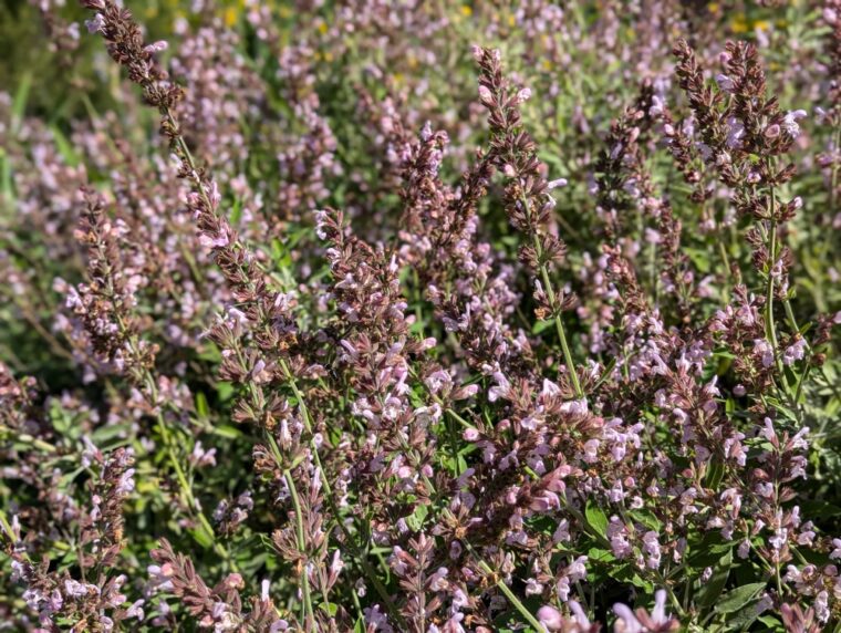 salvia-fruticosa-25-4