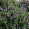 salvia landulifolia en fleurs dans un massif