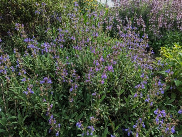 salvia landulifolia en fleurs dans un massif