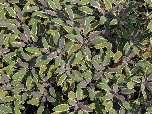 Feuillage de la Salvia off. Tricolor