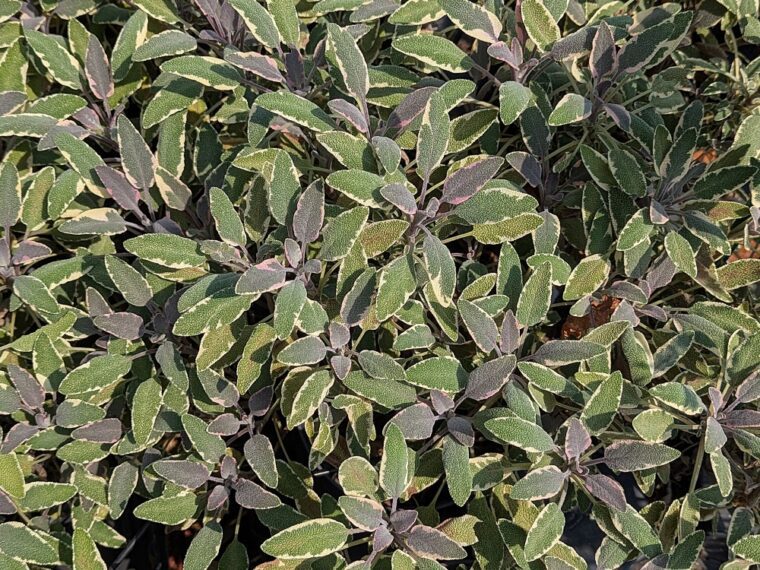 salvia-off-tricolor-25-8