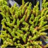 un pot de Sedum acre