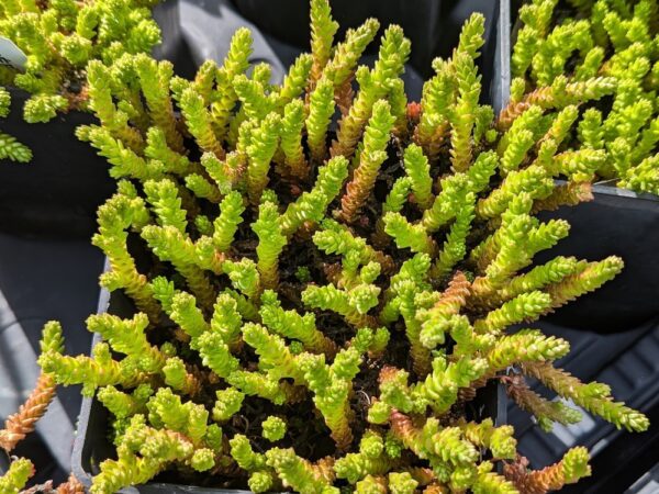 un pot de Sedum acre