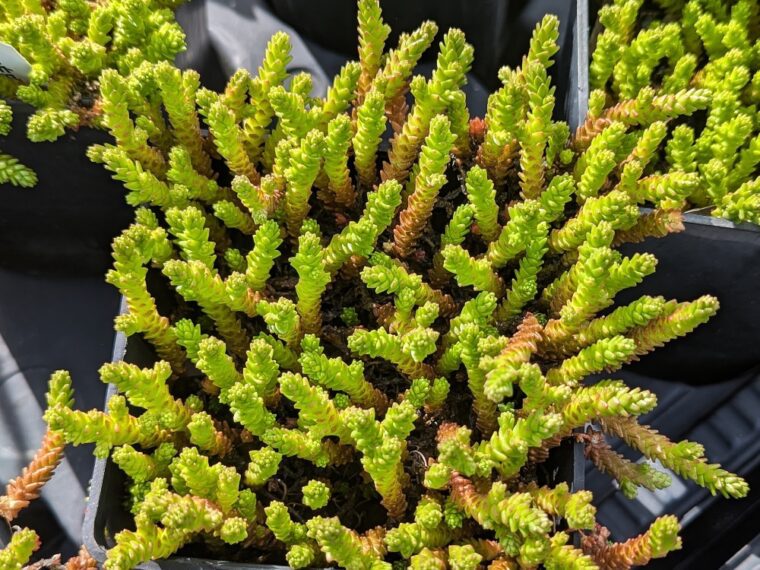 sedum-acre-4-25