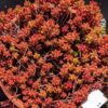 un tapis de coral carpet dans un pot