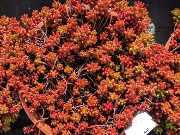 un tapis de coral carpet dans un pot