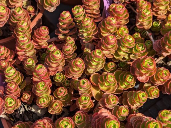 Joli plant de sedum spurrium rouge