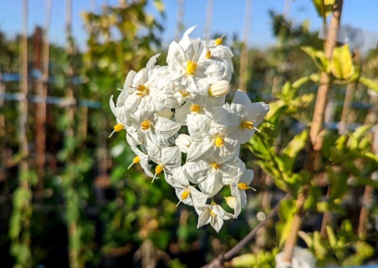 solanum-jasminoides-blanc