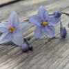 Solanum jasminoides bleu sur table en bois