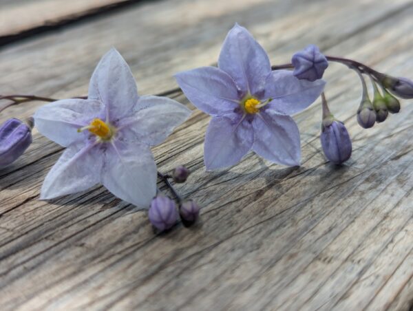 Solanum jasminoides bleu sur table en bois