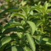 Feuillage de Stevia, plante à sucre