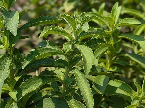 Feuillage de Stevia, plante à sucre