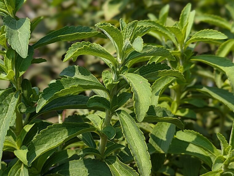 stevia-25-8