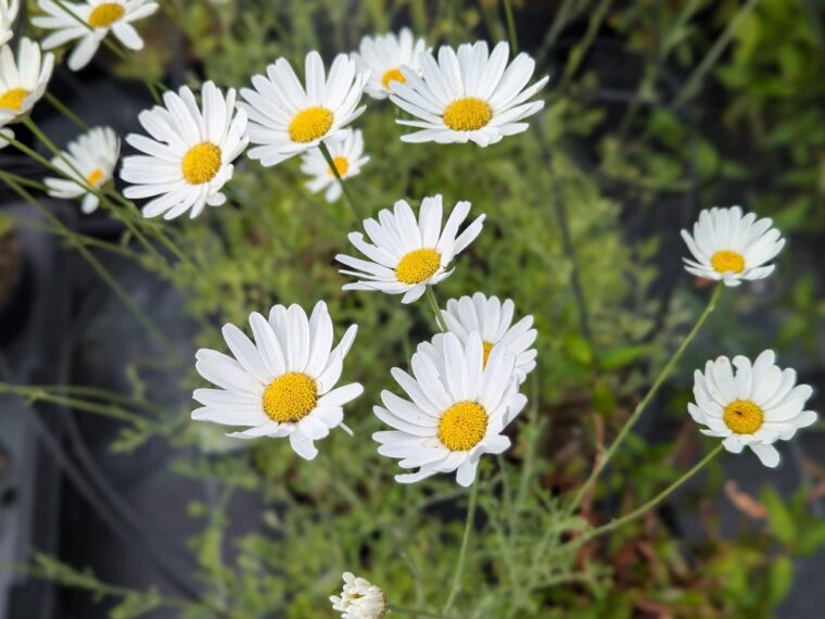 tanacetum-pyrethre-25-6