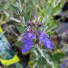 teucrium fruticans azureum, germandrée arbustive en train de fleurir dans une jolie couleur bleue