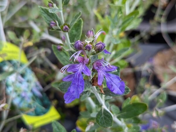 teucrium fruticans azureum, germandrée arbustive en train de fleurir dans une jolie couleur bleue
