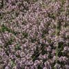 thym ciliatus