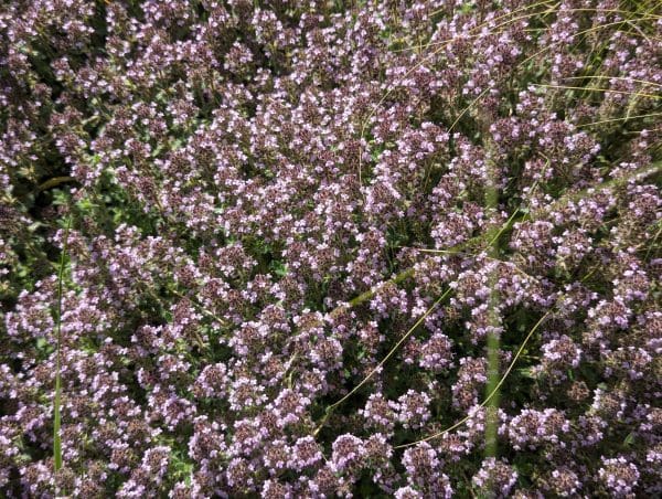 thym ciliatus