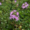 Fleurs rose de thym hirsutus et feuillage vert