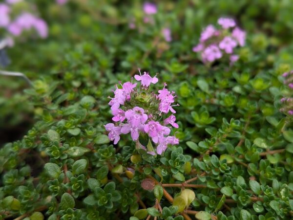 Fleurs rose de thym hirsutus et feuillage vert