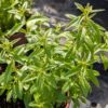 pot de verveine citronnelle