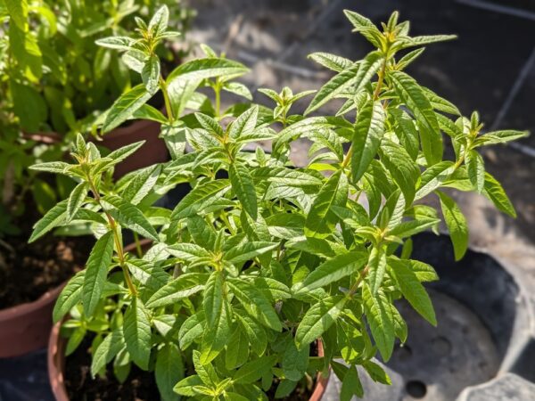 pot de verveine citronnelle