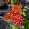 lantana brasier, des fleurs rouge-orange tout l 'été