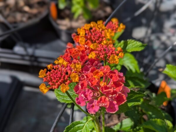 lantana brasier, des fleurs rouge-orange tout l 'été