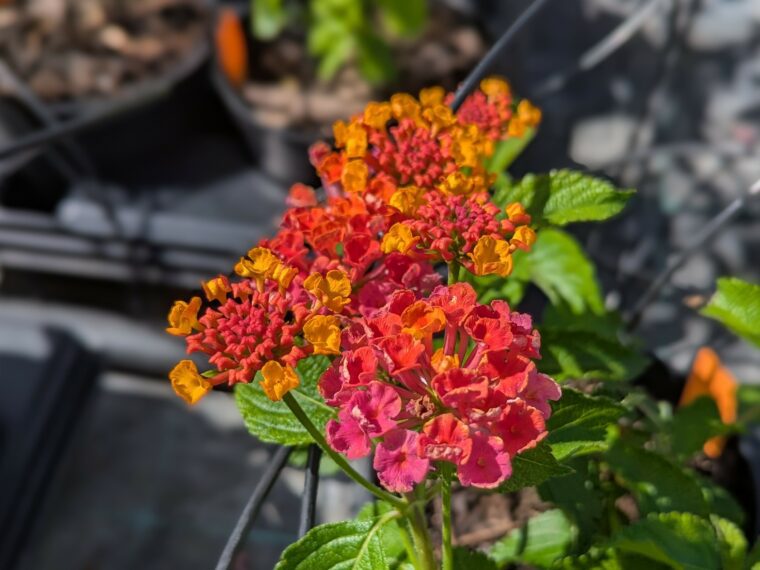 lantana-brasier-
