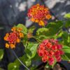 Lantana Brasier - des fleurs tout l'été