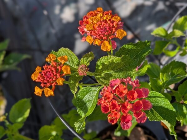 Lantana Brasier - des fleurs tout l'été