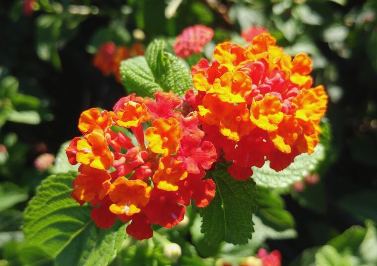 lantana-camera-brasier
