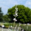 Une tige de lavande blanche Edelweiss en fleurs