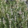 Une belle touffe de lavande blanche Edelweiss en fleurs